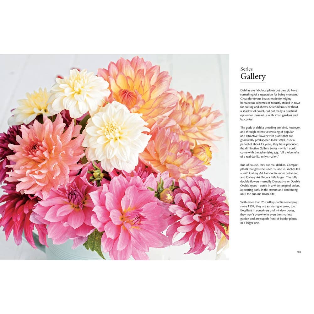 Dahlias; Beautiful Varieties For Home & Garden
