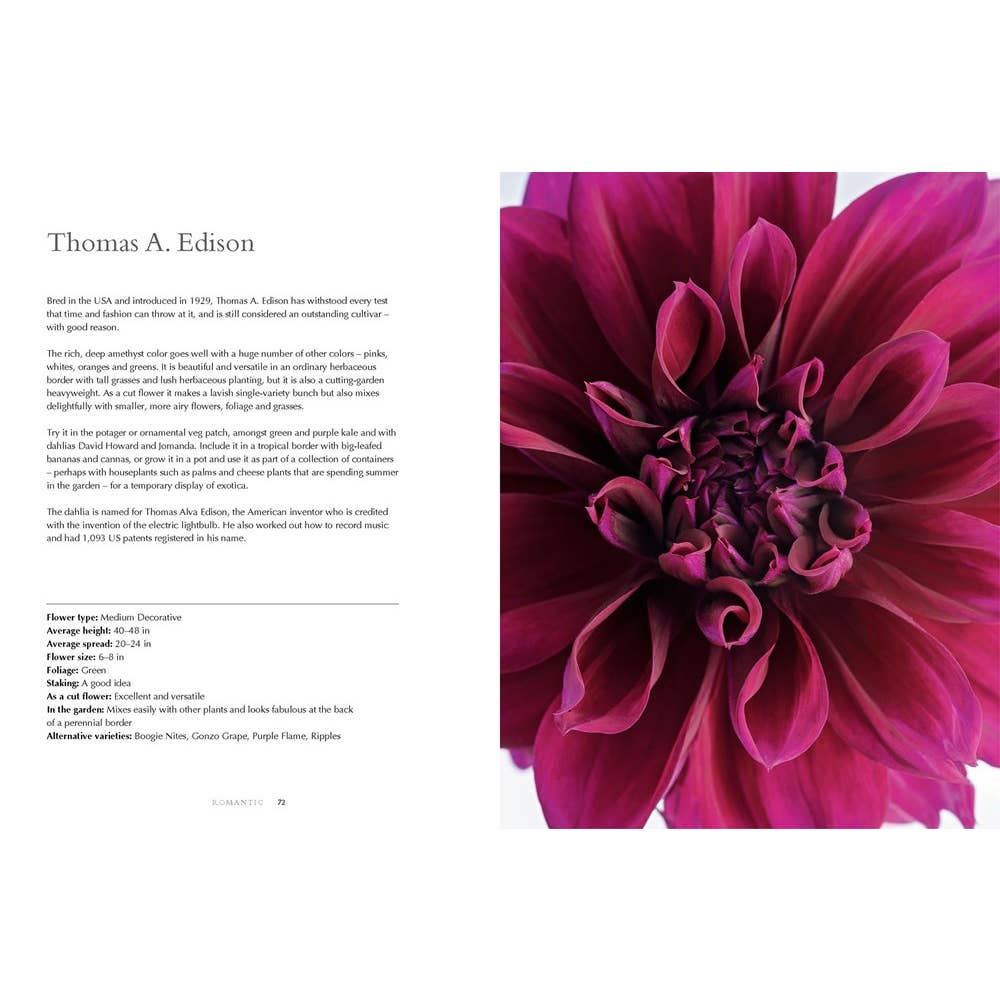 Dahlias; Beautiful Varieties For Home & Garden