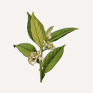 Shower gel - Orange Blossom (6.7 fl.oz/200ml)