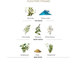 L'Olivier Anti-Pollution Facial Gel Cream  - Panier Des Sens France