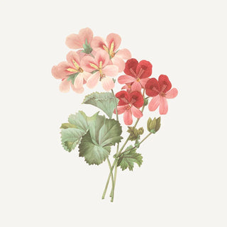 Shower gel - Rose Geranium (6.7 fl.oz/200ml)